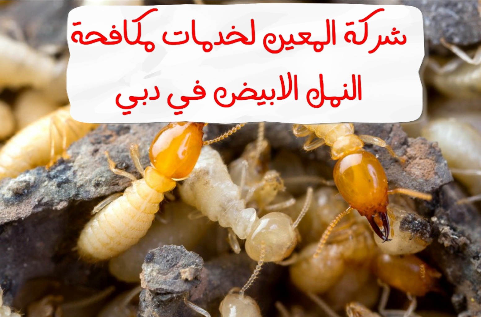 لخدمات مكافحة النمل الابيض في دبي